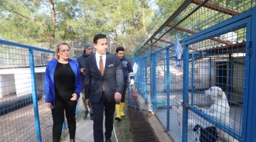 BODRUM BELEDİYESİ BARINAKLARINDA CAN DOSTLAR EMİN ELLERDE