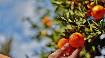 BODRUM MANDALİNASI TÜM TÜRKİYE’DE