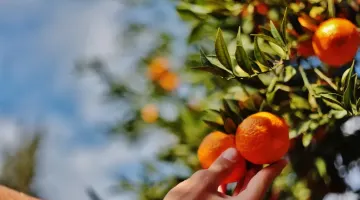 BODRUM MANDALİNASI TÜM TÜRKİYE’DE