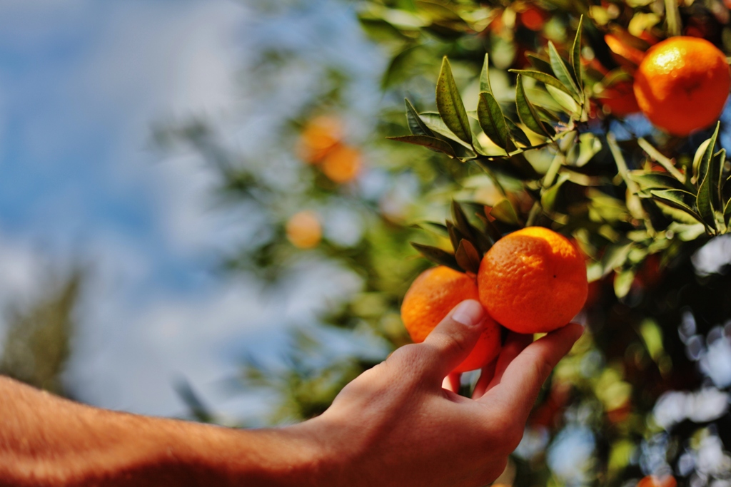 BODRUM MANDALİNASI TÜM TÜRKİYE’DE