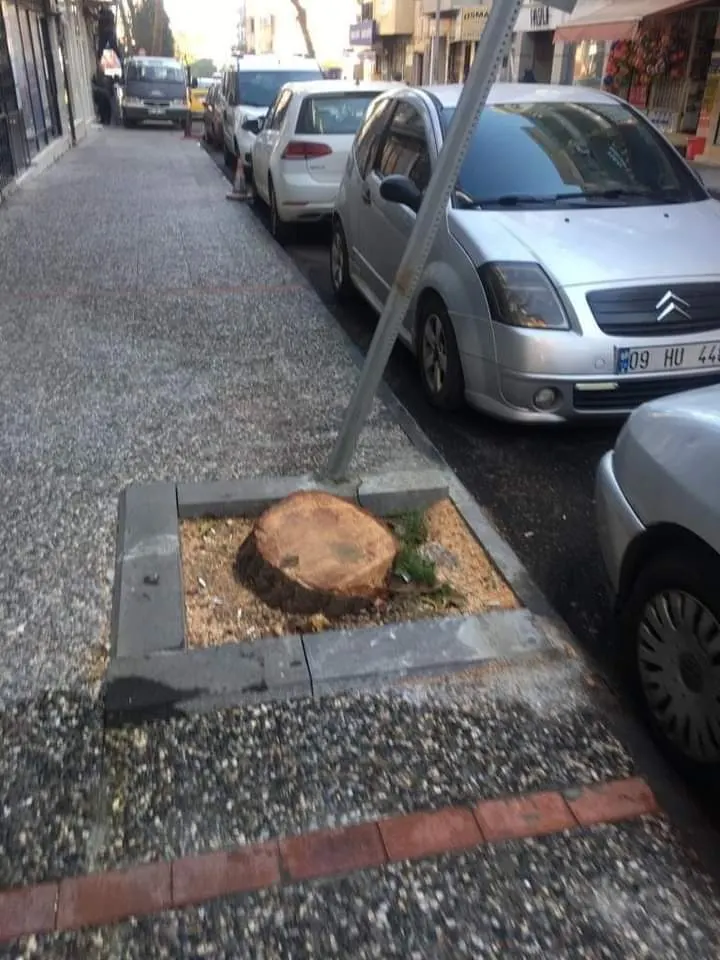 EFELER BELEDİYESİNE  HALKTAN ÇAĞRI  “DOĞAYI SEV AĞACI KORU”