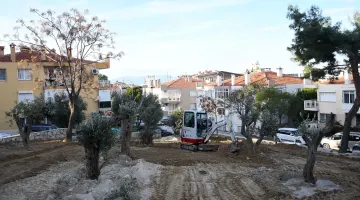 KUŞADASI BELEDİYESİ YARIM ASIRLIK ZEYTİN AĞAÇLARINI KESİLMEKTEN KURTARDI