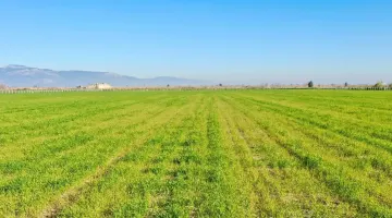 DİDİM’DE TARLAYA EKİLEN BUĞDAYLAR BÜYÜMEYE BAŞLADI