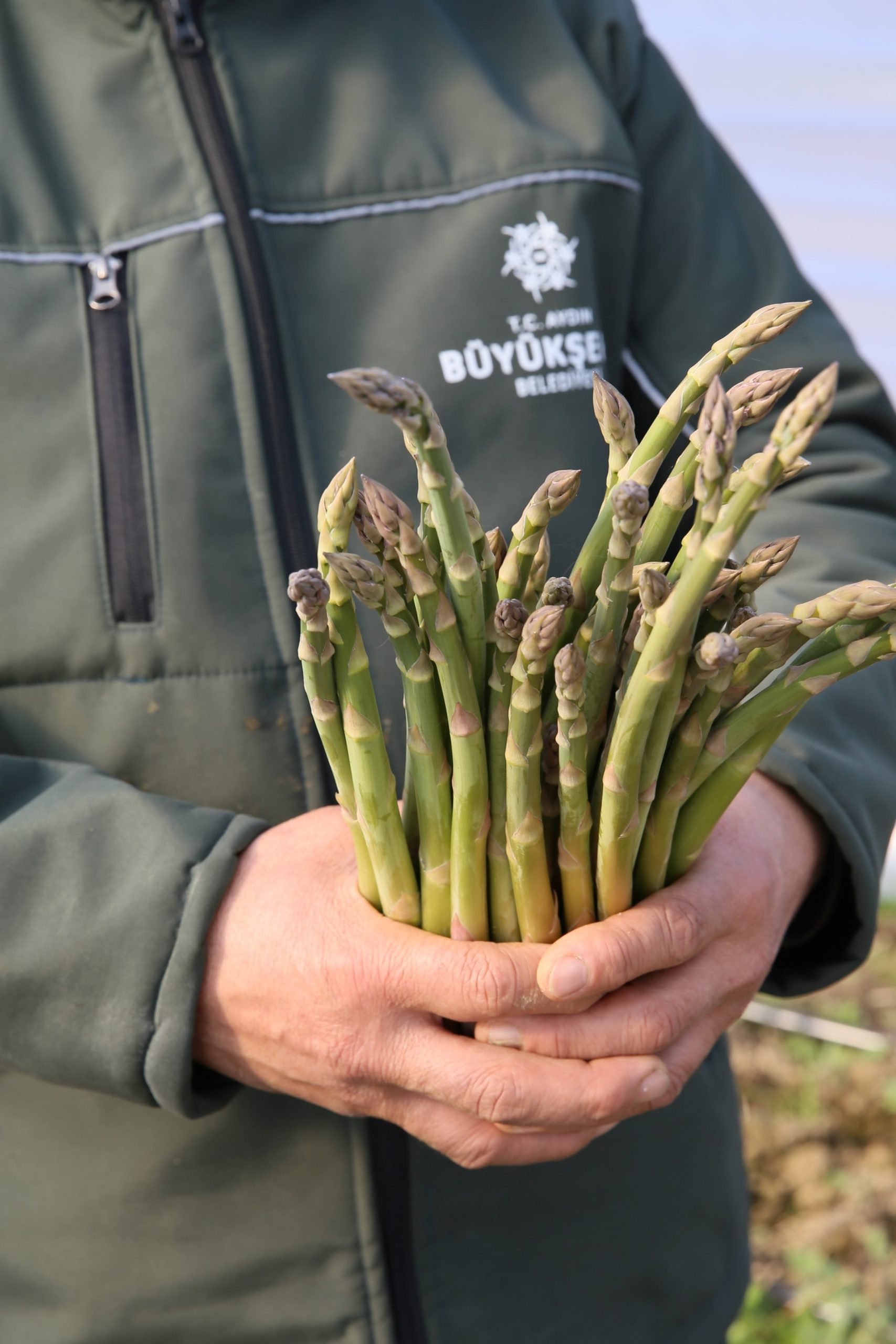 KUŞKONMAZLARDAN ERKENCİ HASAT
