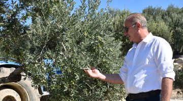 BAŞKAN ATABAY: ZEYTİNİME DOKUNMA