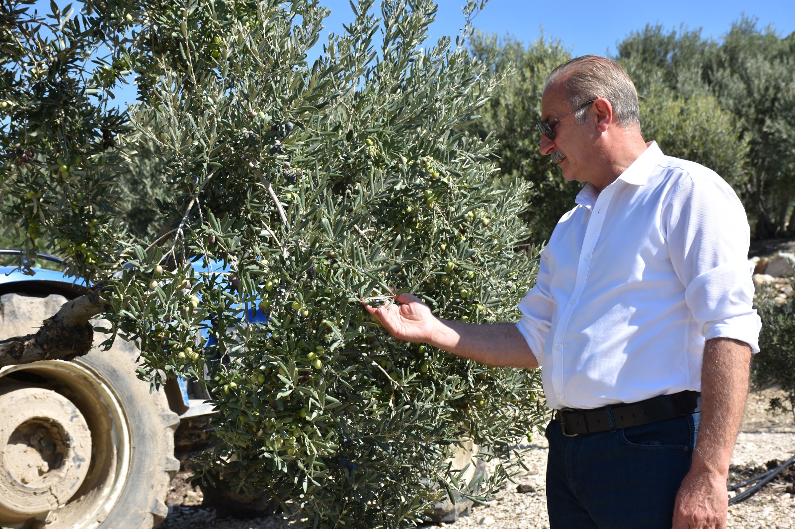 BAŞKAN ATABAY: ZEYTİNİME DOKUNMA