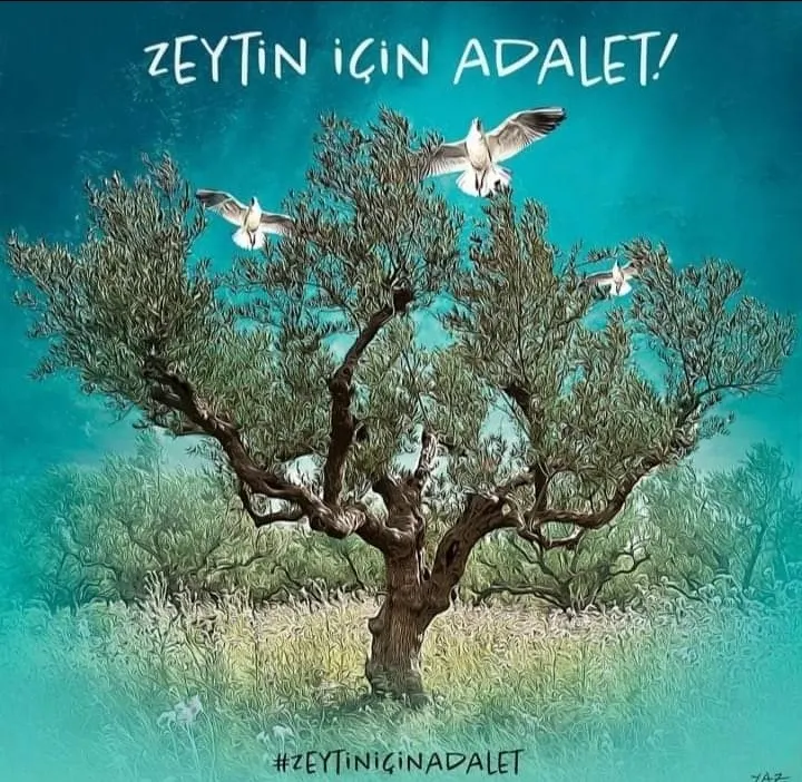 ZEYTİN  İÇİN  ADALET