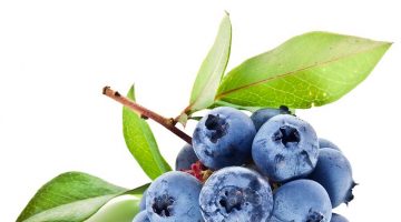 YABAN MERSİNİ, GOJİ BERRY VE ARONYA DİKİMİ YAPILDI