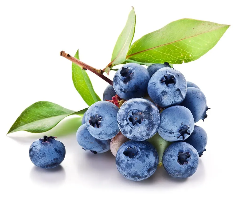 YABAN MERSİNİ, GOJİ BERRY VE ARONYA DİKİMİ YAPILDI
