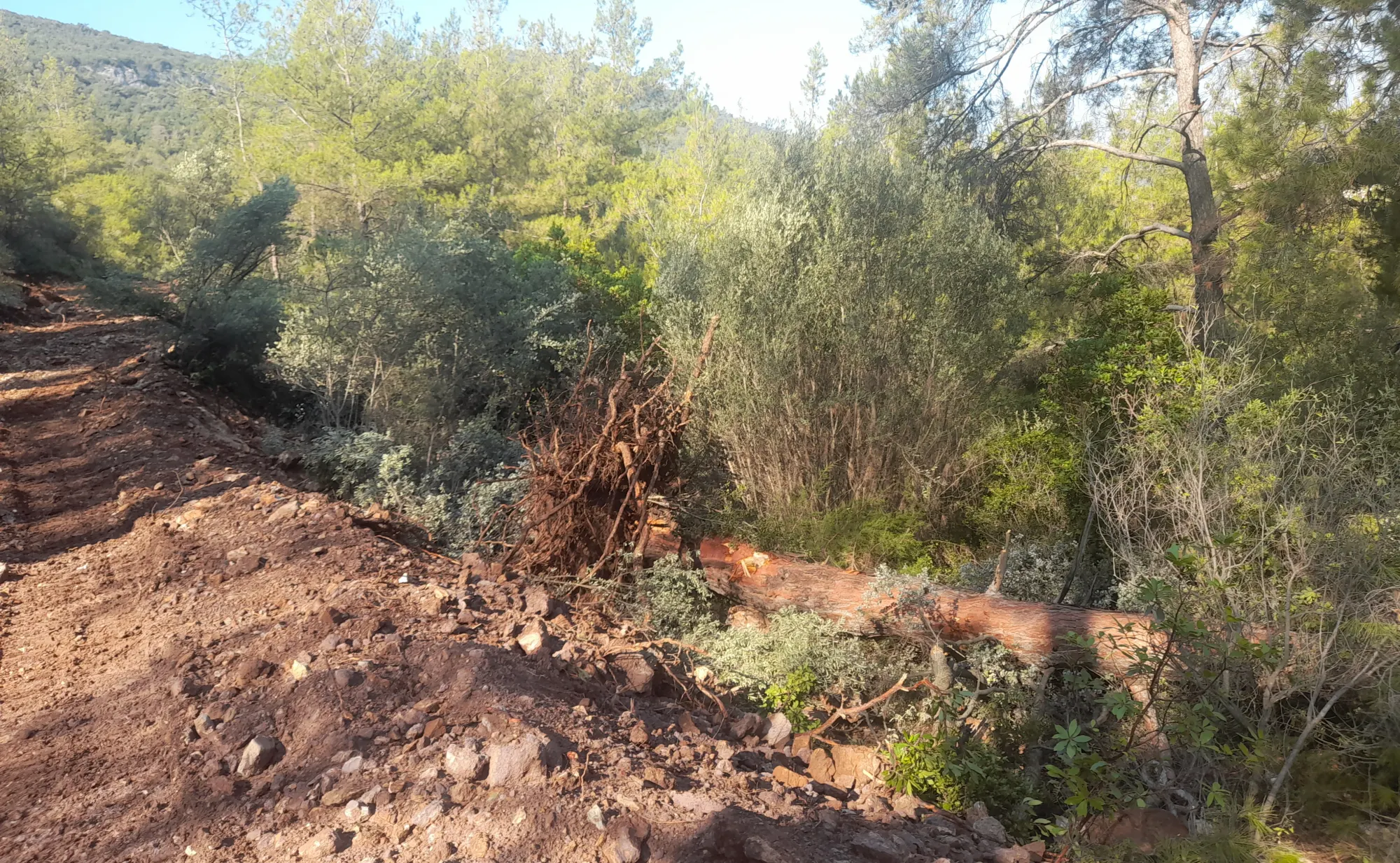 DİDİM AKBÜK MAHELESİNDE NE YOLU YAPILIYOR?