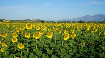 DİDİM BELEDİYESİ’NİN EKTİĞİ AYÇİÇEKLERİ HASATA HAZIR