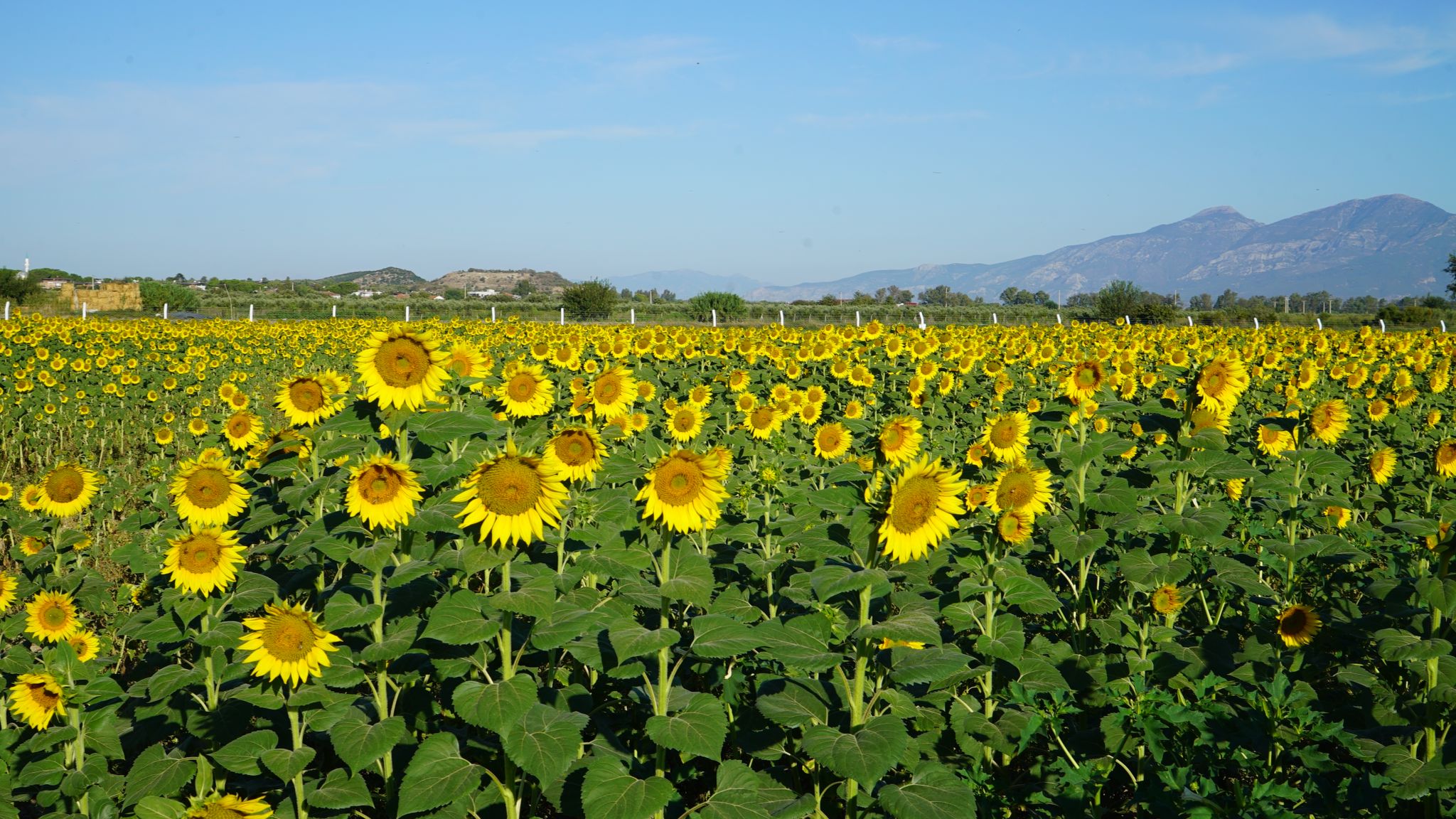 DİDİM BELEDİYESİ’NİN EKTİĞİ AYÇİÇEKLERİ HASATA HAZIR