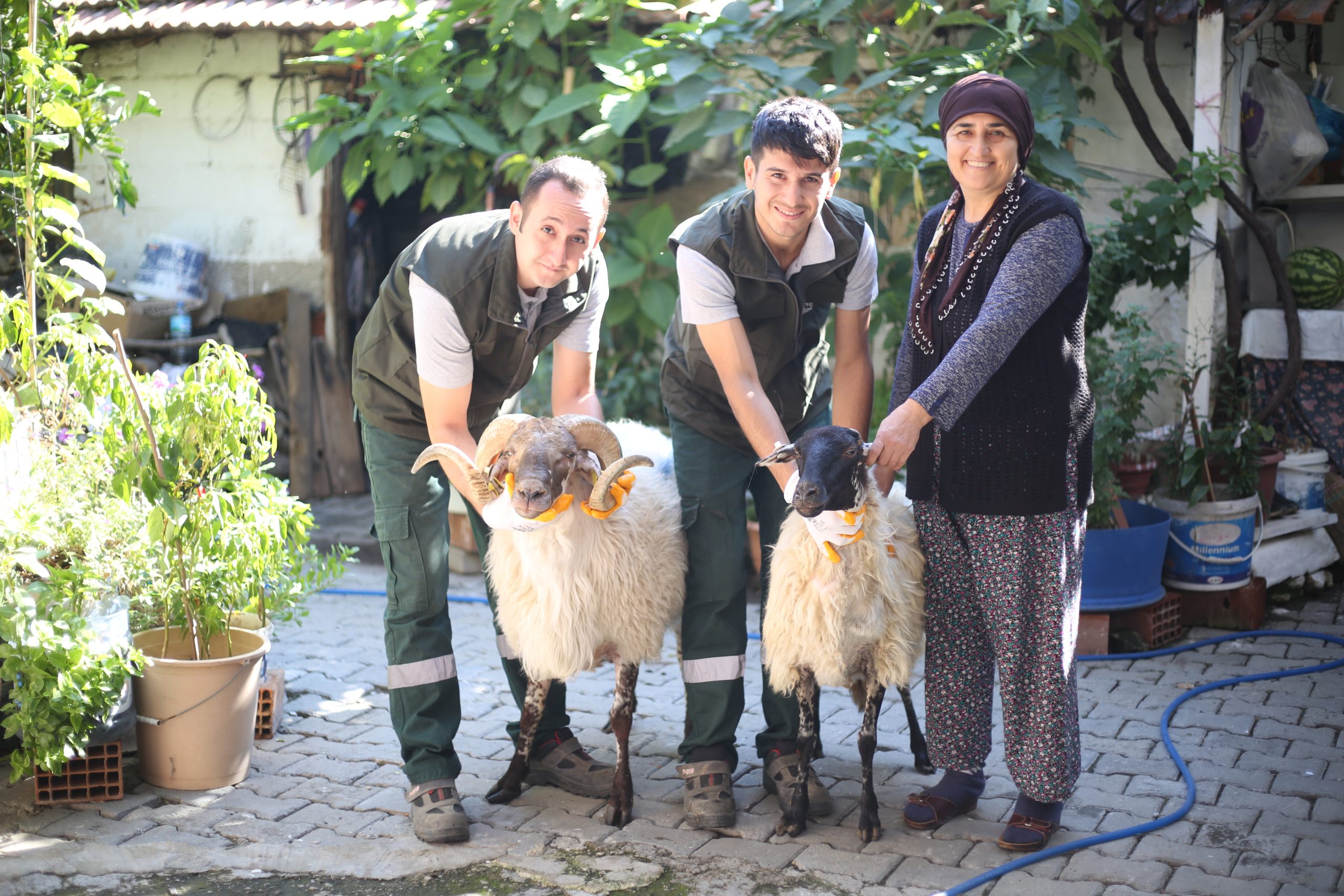 A.B.B’DEN ÇİNE ÇAPARI ve SAKIZ KOÇU DAĞITIMI