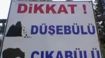 DAŞ DÜŞEBÜLÜ AYI ÇIKABÜLÜ