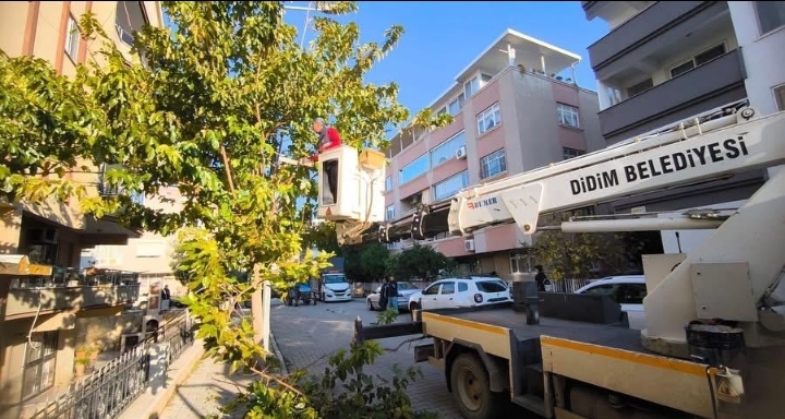 DİDİM BELEDİYESİ İLÇEDEKİ AĞAÇLARIN KIŞ BAKIMLARINI GERÇEKLEŞTİRİYOR