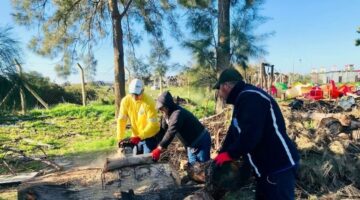 DİDİM’DE BUDANAN AĞAÇLAR İHTİYAÇ SAHİPLERİNE YAKACAK OLUYOR