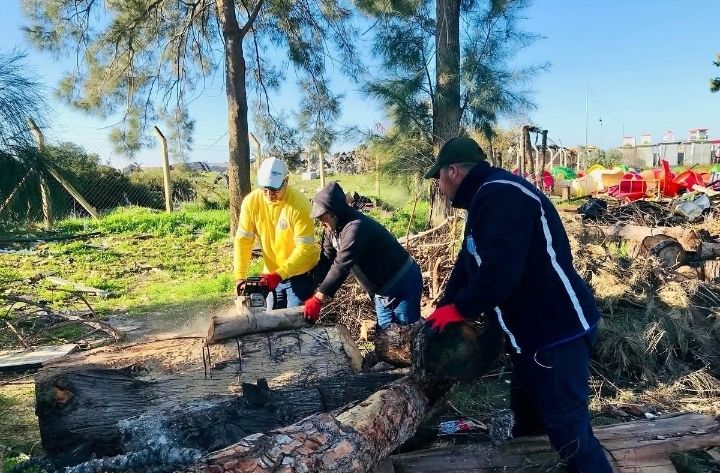 DİDİM’DE BUDANAN AĞAÇLAR İHTİYAÇ SAHİPLERİNE YAKACAK OLUYOR