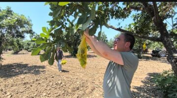 CHP’Lİ KARAKOZ GERMENCİK’TE İNCİR İLEKLEDİ: “BEREKETLİ VE AFATSIZ BİR SEZON OLSUN”