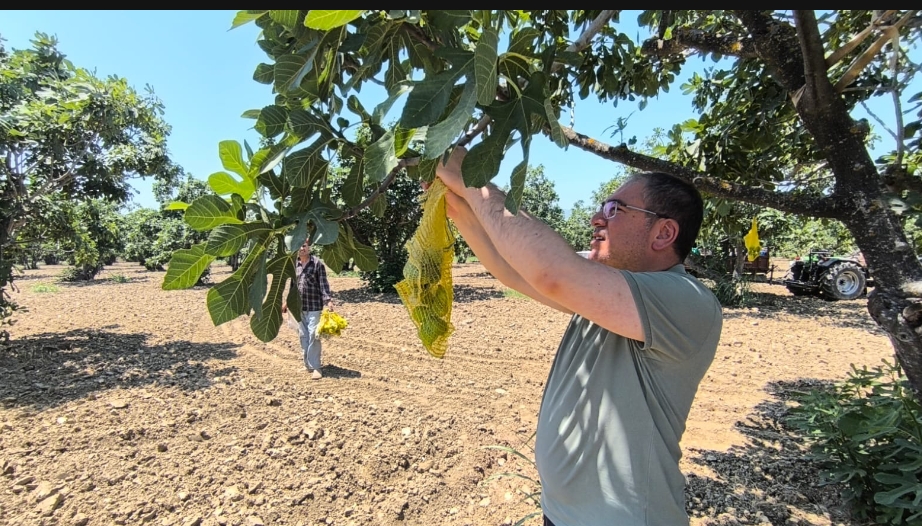 CHP’Lİ KARAKOZ GERMENCİK’TE İNCİR İLEKLEDİ: “BEREKETLİ VE AFATSIZ BİR SEZON OLSUN”