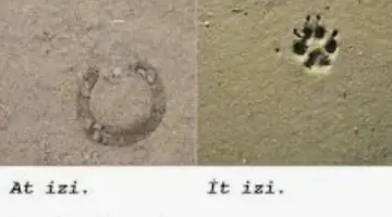 AT İZİNİ İT İZİNE KARIŞTIRMAK  ” TARAFSIZ DEĞİLİM..’