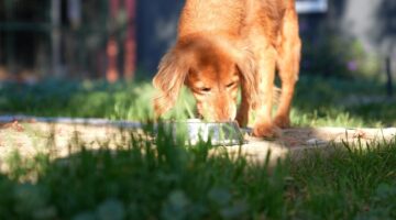 CAN DOSTLAR İÇİN GERİ DÖNÜŞÜM