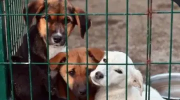 DİHADI’IN İZİNSİZ BARINAK ALANI KULLANIMINA TAHLİYE KARARI