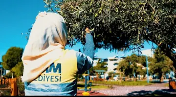 DİDİM BELEDİYESİ ZEYTİN HASADINA BAŞLADI