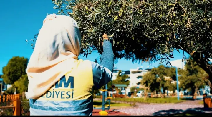 DİDİM BELEDİYESİ ZEYTİN HASADINA BAŞLADI