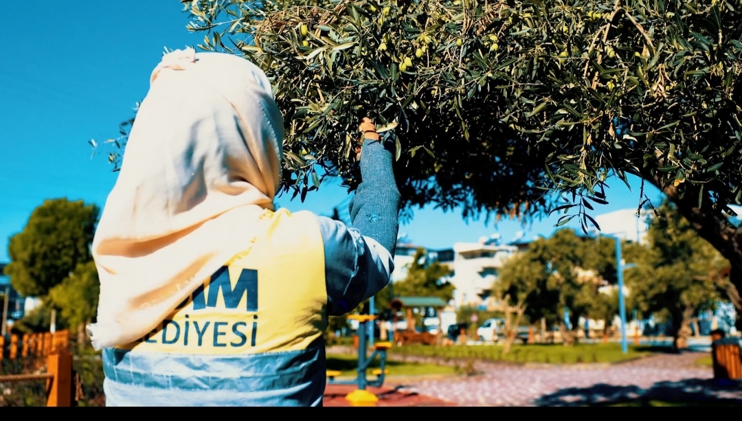 DİDİM BELEDİYESİ ZEYTİN HASADINA BAŞLADI